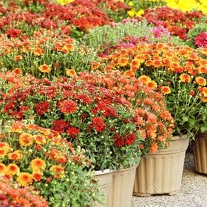 Meet your Posher, Brandi